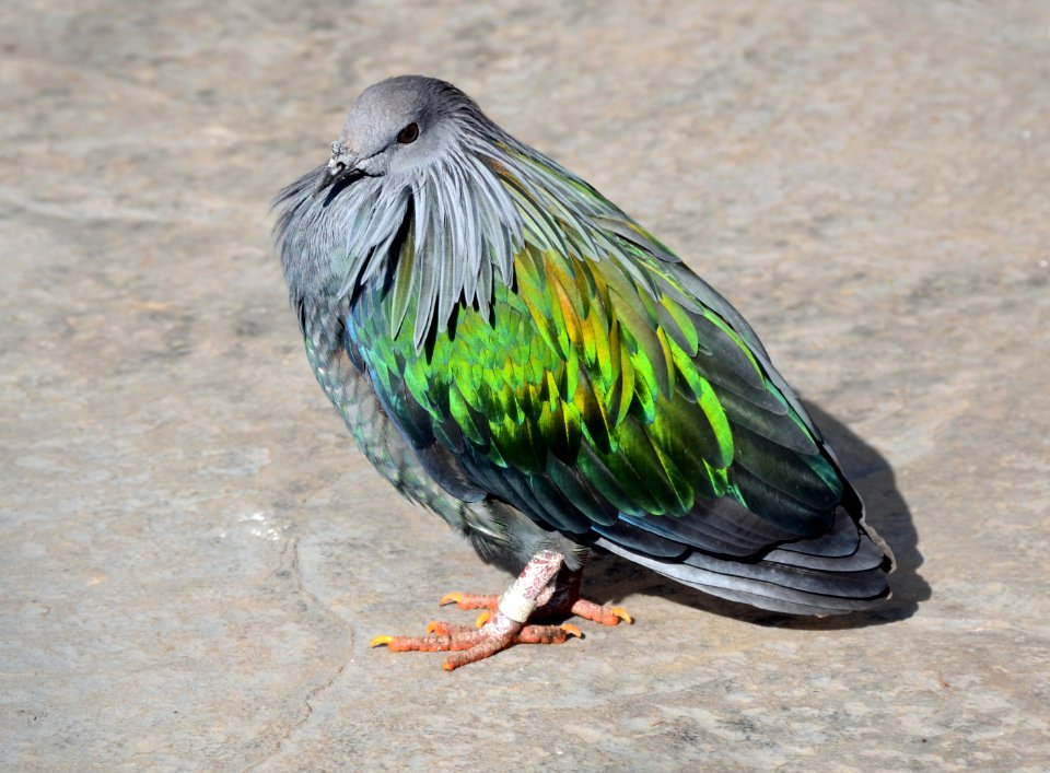 Caloenas nicobarica Parc des Oiseaux 21 10 2015 1
