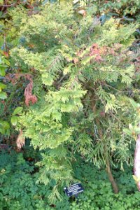 Calocedrus macrolepis - San Francisco Botanical Garden - DSC00103