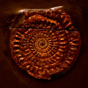 Caloceras Musée des Confluences 18 10 2015 4