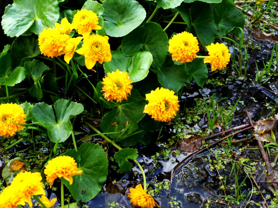 Caltha-palustris-L-Multiplex-2