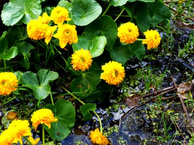 Caltha-palustris-L-Multiplex-2