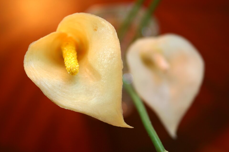 Close-up macro yellow