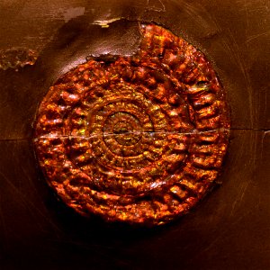 Caloceras Musée des Confluences 18 10 2015 1
