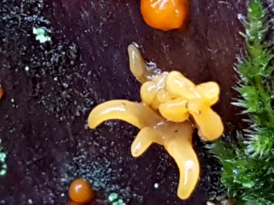 Calocera cornea 55973267