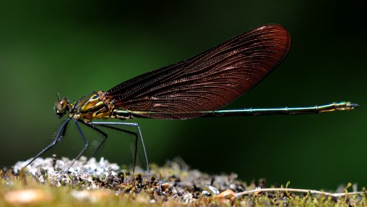 Calopteryx cornelia(Male,Japan,2018.05.20)