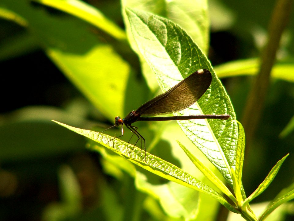 Calopteryx maculata, Salamander Trail, 2015-06-10, 02