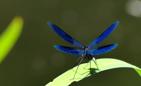 Calopteryx splendens - Gebänderte Prachtlibelle
