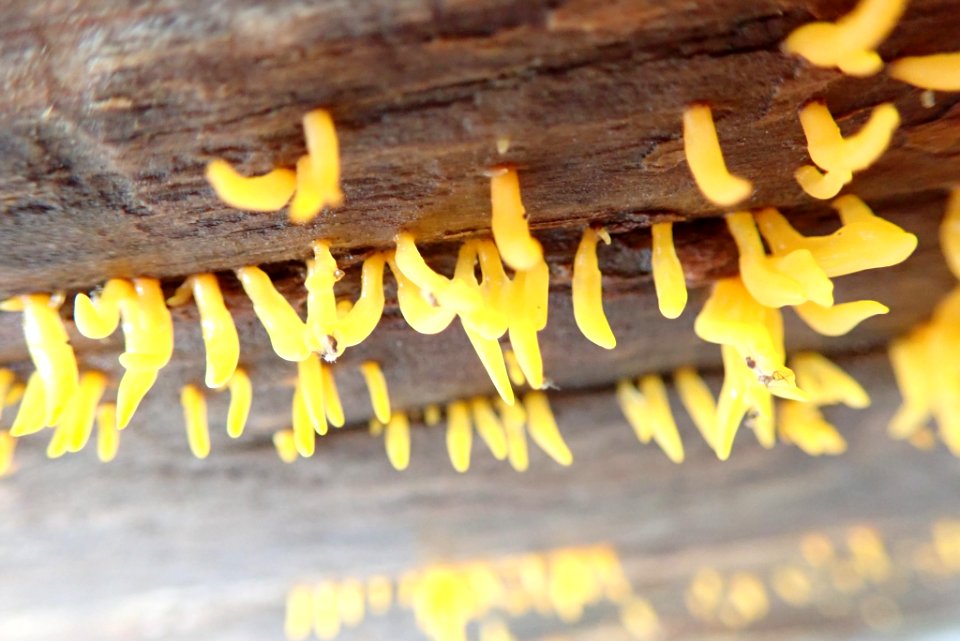 Calocera cornea 47572040