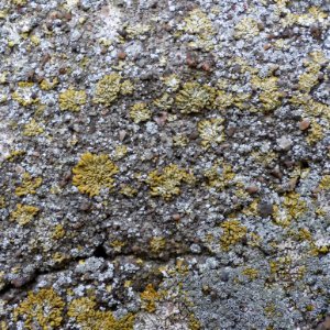 Calogaya decipiens 99375032
