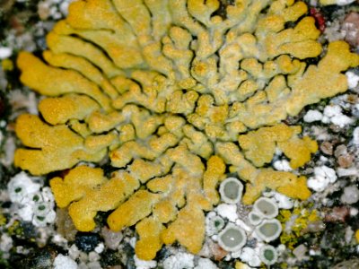 Calogaya decipiens 99375064