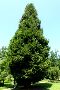 Calocedrus decurrens - Savill Garden - Windsor Great Park, England - DSC05952