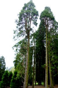 Calocedrus decurrens (champion tree) - Longwood Gardens - DSC00716