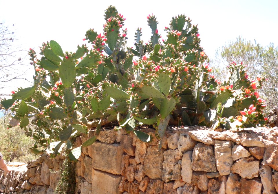CALA SANTANYI - Majorka, AB-058