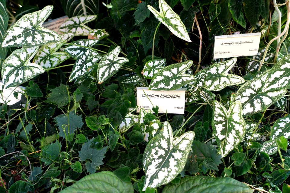 Caladium humboldtii - Victoriahuset, Bergianska trädgården - Stockholm, Sweden - DSC00279