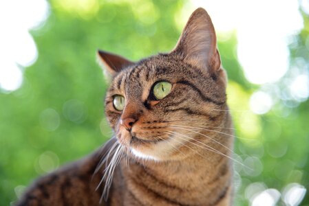 Cat domestic cat cat face