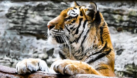 Big cat nuremberg lurking