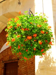 Calahorra - Ayuntamiento 7