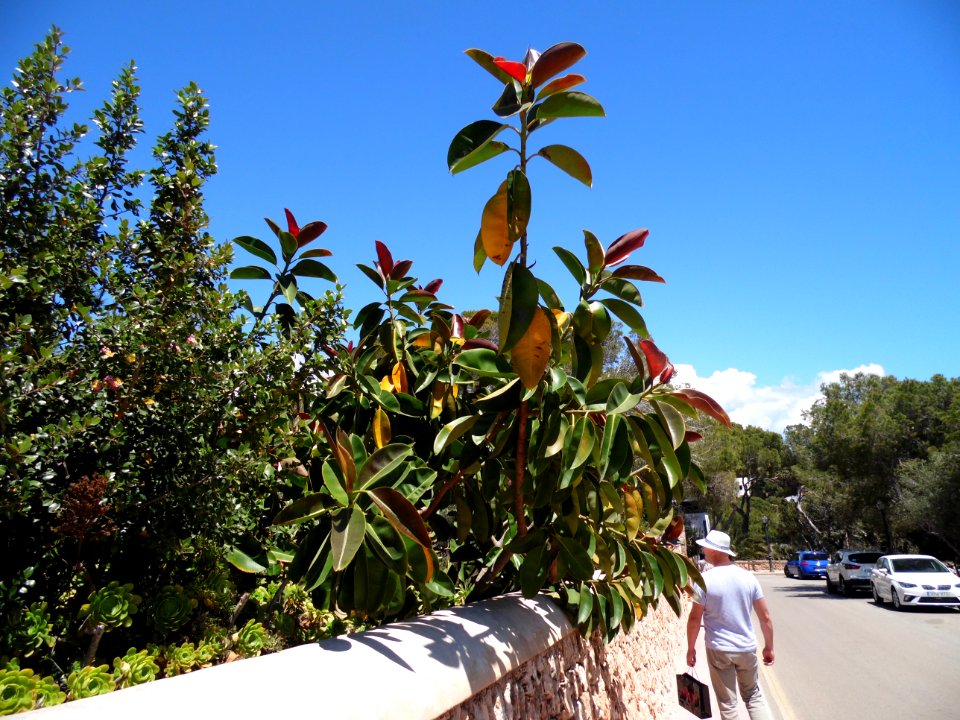CALA SANTANYI - Majorka, AB-076