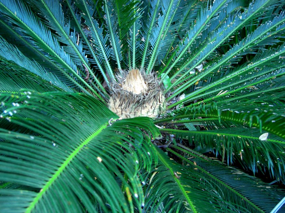 Cairns plant 9b