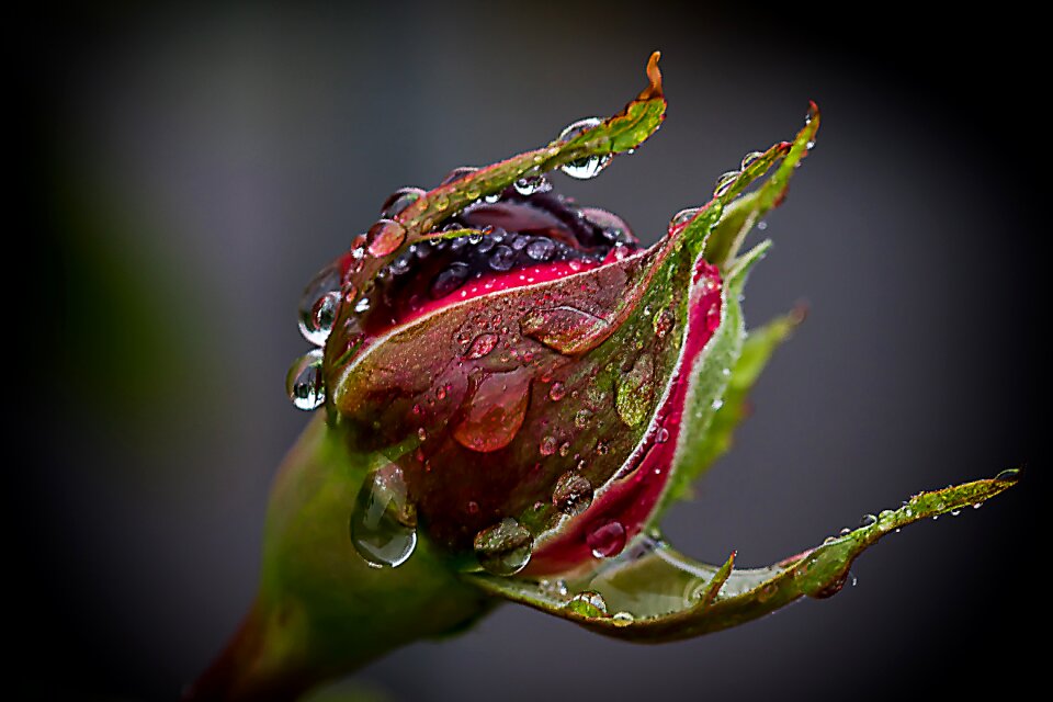 Raindrop wet garden