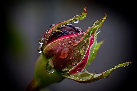 Raindrop wet garden photo