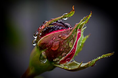 Raindrop wet garden