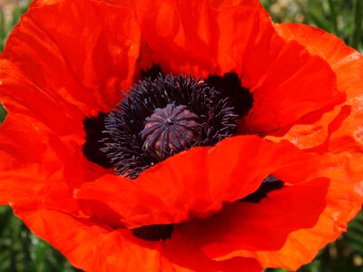 Orange spring bloom photo