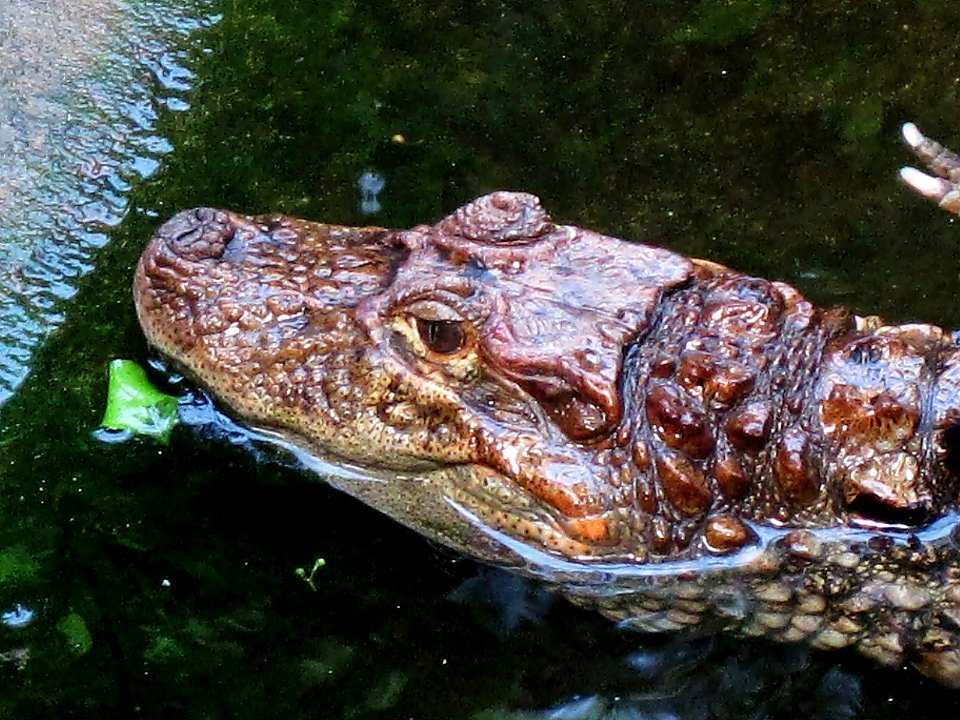 Caiman latirostris (Broad-snouted caiman) Burgers zoo, Arnhem, the Netherlands