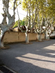 Cailloux-sur-Fontaines - Place de l'Église, platanes