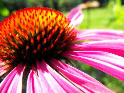 Flower plant detail