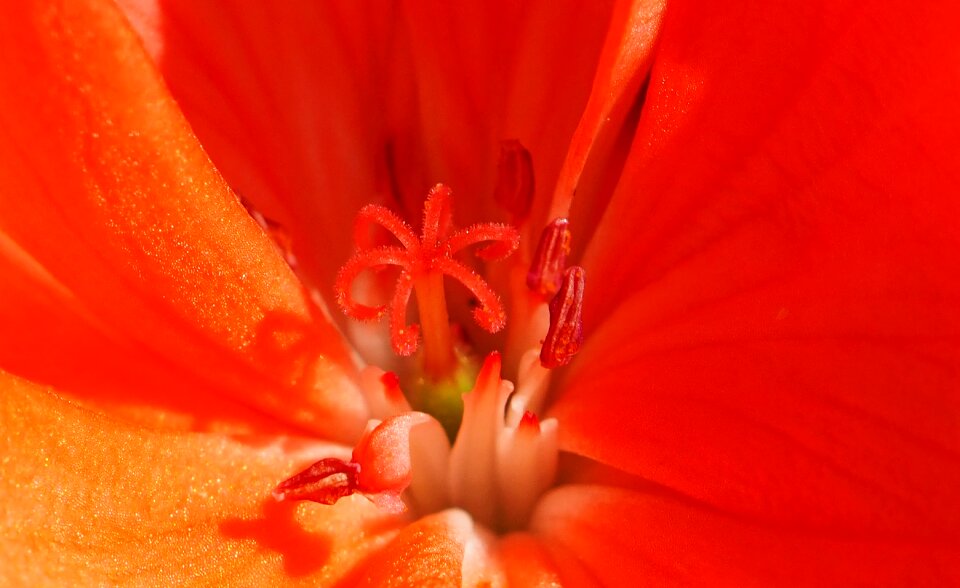 Stamp tender flower