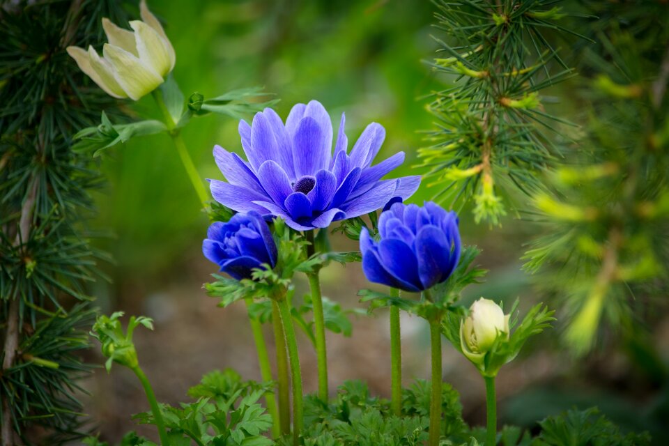 Blossom bloom flower