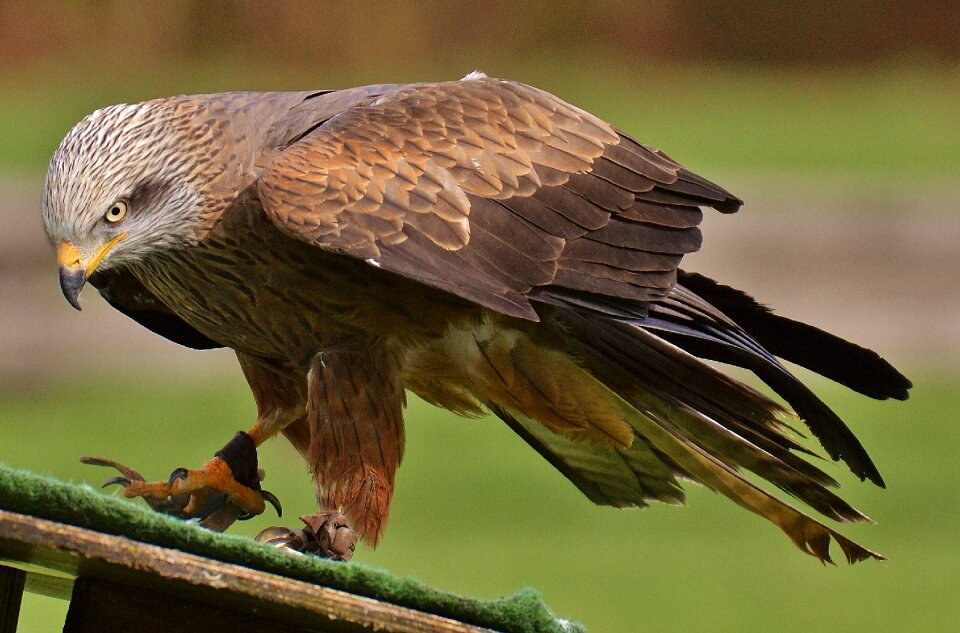 Raptor bird of prey feather