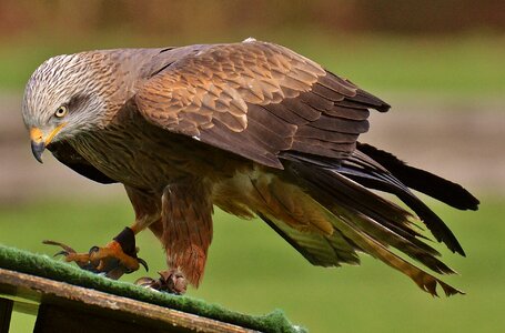 Raptor bird of prey feather