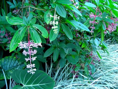 Cairns plant 8b