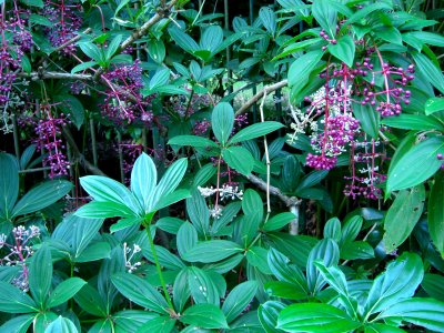 Cairns plant 7b photo