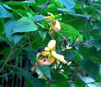 Cairns plant 10b photo