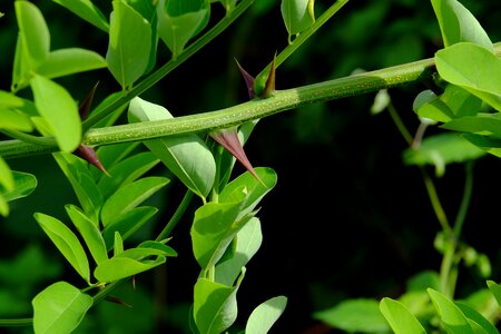 Nature plant green
