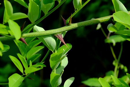 Nature plant green photo