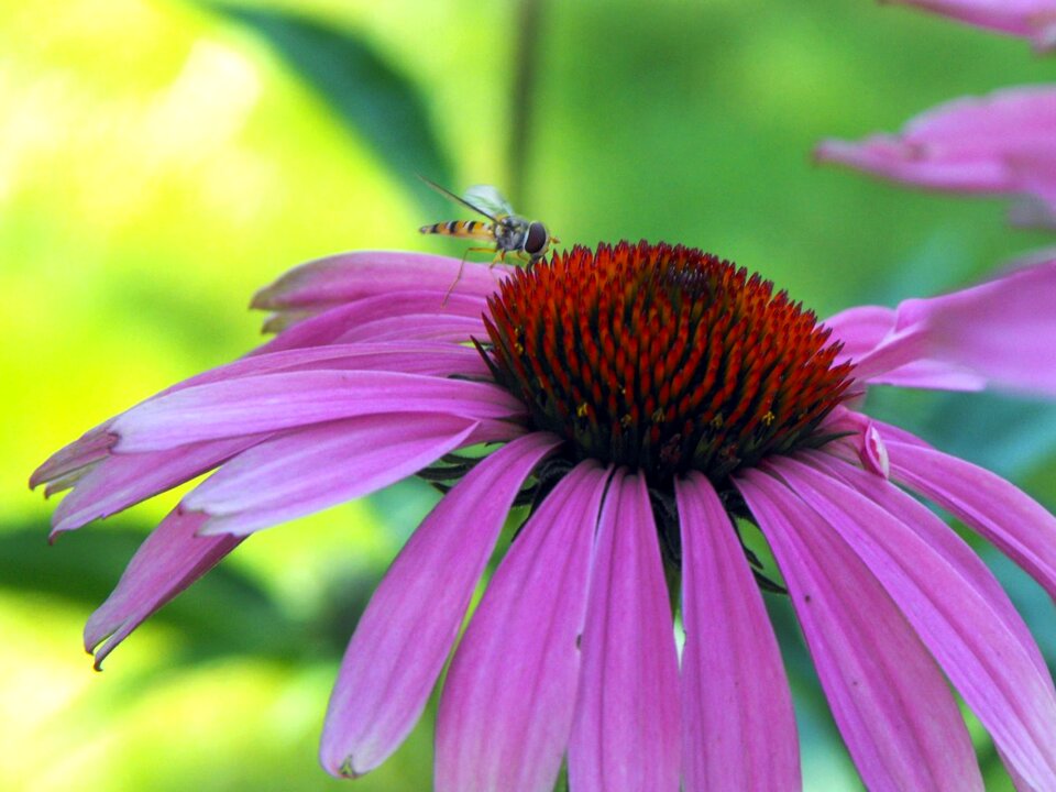 Opeľ pollination flower