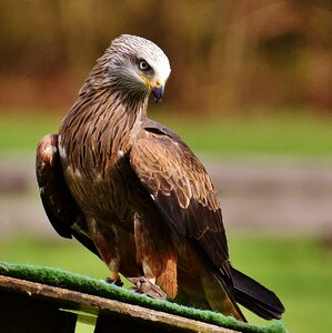 Raptor bird of prey feather