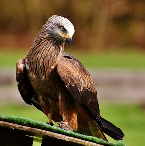 Raptor bird of prey feather photo