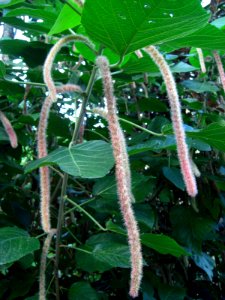 Cairns plant 4b