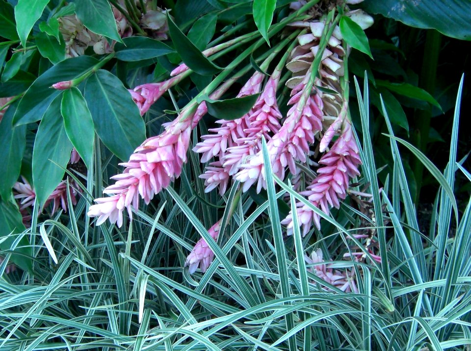 Cairns plant 12b