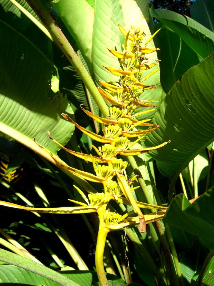 Cairns plant 13b