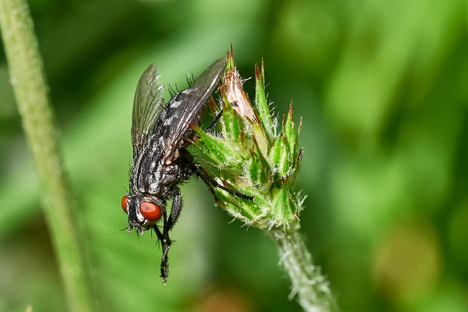 Wing close up animal