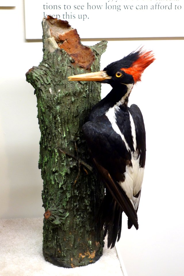 Campephilus principalis - Fairbanks Museum and Planetarium - DSC04229