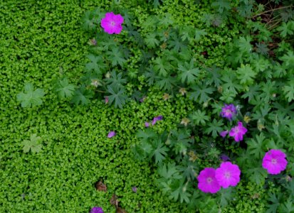 Campanule sur un tapis vert