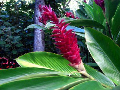 Cairns plant 3b photo