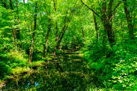Canal Prism at Spring Gap on 8 mile level of Old Town